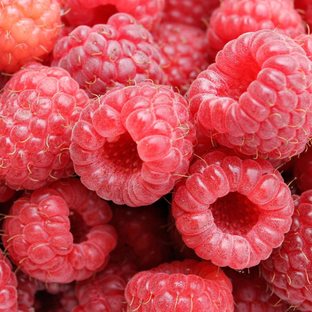Raspberry Sorbet (Không sữa | Not contain dairy ingredients)