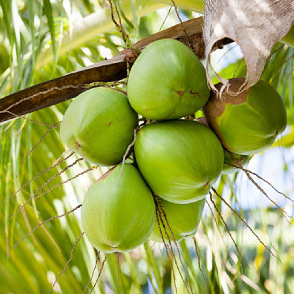 Ben Tre Coconut Sorbet (Không sữa | Not contain dairy ingredients)