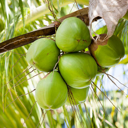 SPECIAL. Ben Tre Coconut Sorbet 260ml (Không sữa | Not contain dairy ingredients)