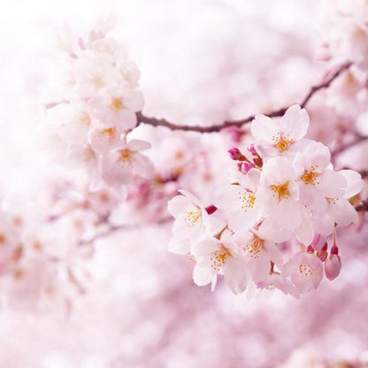 PREMIUM. Kinpaku Sakura Sake 260ml